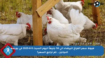 هبوط سعر الفراخ البيضاء إلى 58 جنيهاً اليوم السبت 9-8-2025 في بورصة الدواجن.. كم تراجع السعر؟